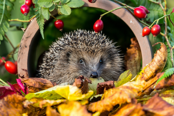 How to do more for wildlife at home